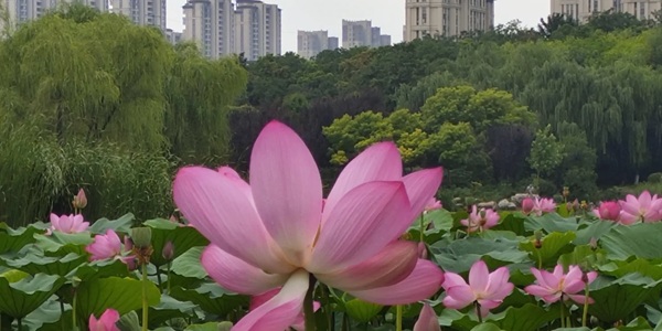 阜阳颍东区岳家湖公园景观