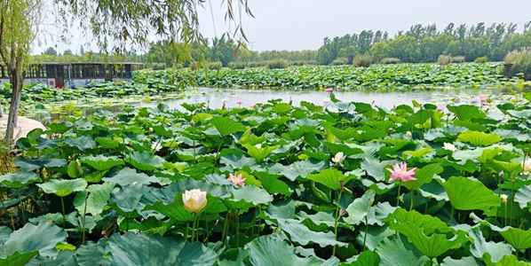 淮南凤台县焦岗湖景观
