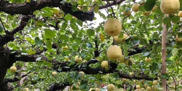 砀山县梨树王景区景观