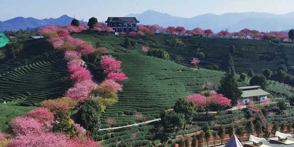 漳平永福樱花园景观图