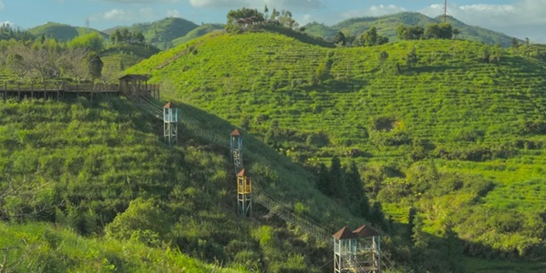 大田大仙峰茶美人景区景观图