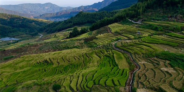 尤溪联合梯田景观图