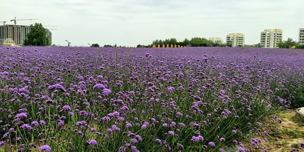 金川区紫金花海全景