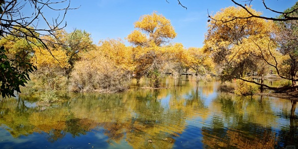 金塔胡杨林秋季全景航拍