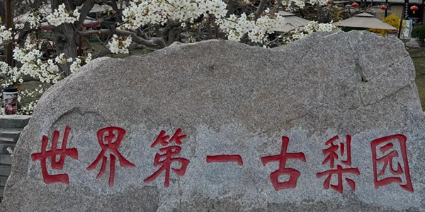 皋兰县什川古梨园全景