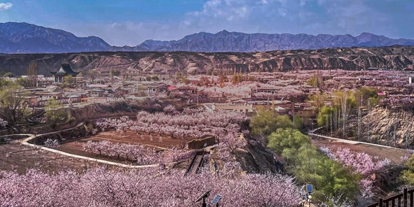 唐汪杏花村春日景观