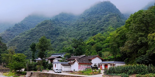 康县阳坝梅园全景图