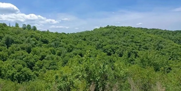 子午岭原始森林景观图