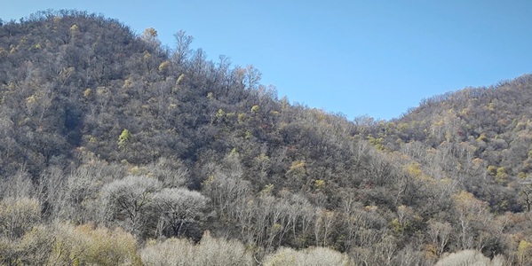 调令关森林公园景观图