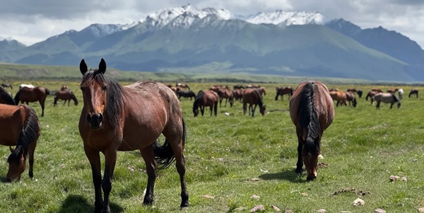 山丹军马场草原与马群全景航拍图