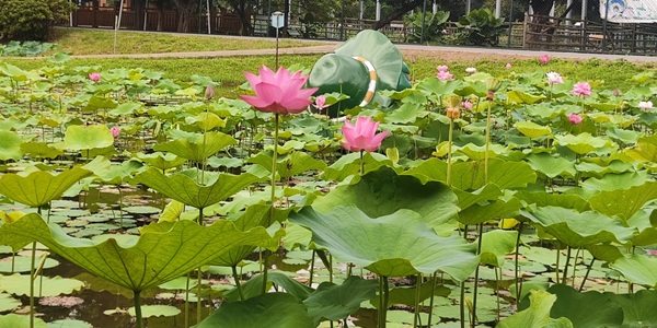 佛山三水区荷花世界风景