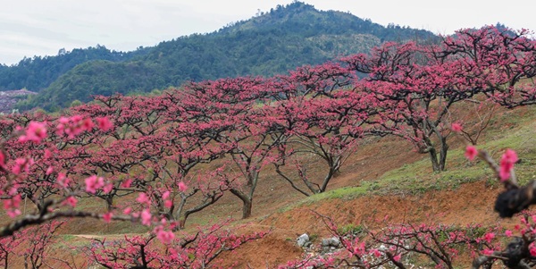 连平上坪桃花山全景图