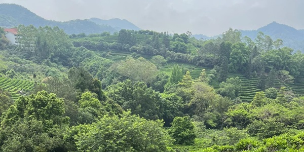 雁南飞茶田万亩茶园全景图