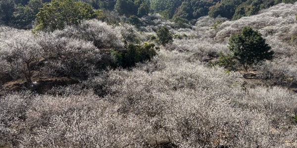 陆河螺洞世外梅园全景图