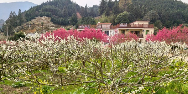 韶关乐昌市九峰花海风景