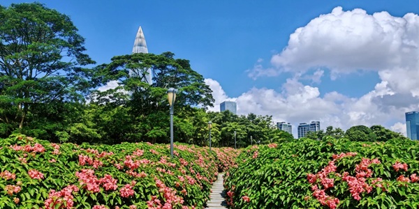深圳南山区深圳湾公园风光