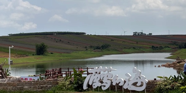 湛江徐闻县菠萝的海金色田园风景