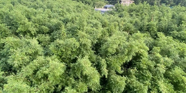 广宁竹海大观万亩竹林全景与碧绿竹溪风光