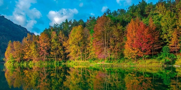 百色德保县红叶森林公园