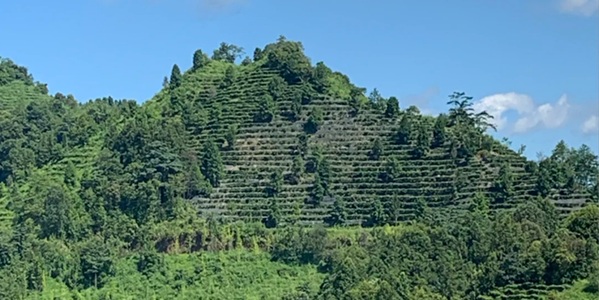 百色凌云县茶山金字塔风光