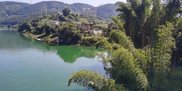 百色田林县六隆竹海风光