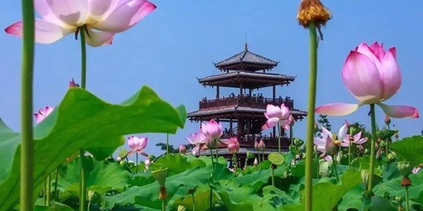 贵港覃塘区荷花观光景区