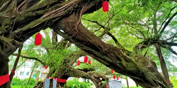 平乐县榕津古榕风景区