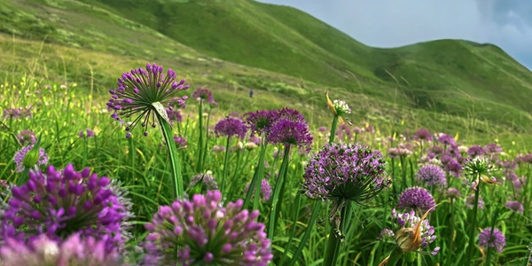 赫章韭菜坪云海风光