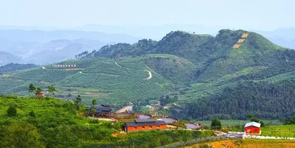 麻江县蓝莓种植基地全景
