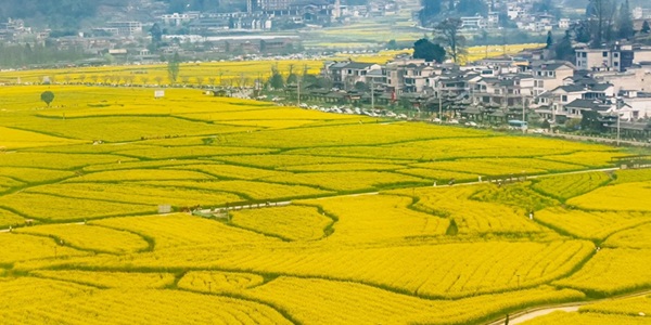 贵定金海雪山花海风光