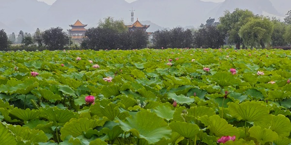 安龙招堤荷花风光