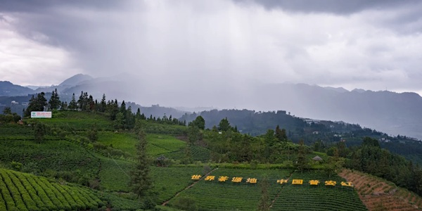 普安江西坡茶海风光