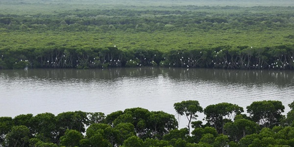 海口美兰区东寨港红树林