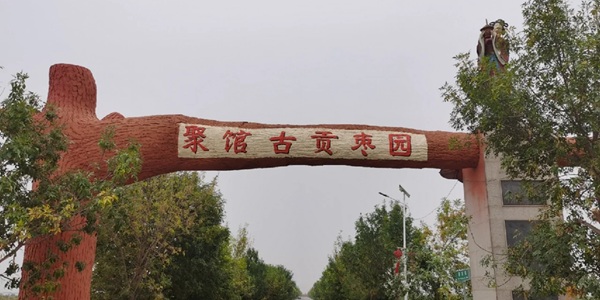 沧州市黄骅市聚馆古贡枣园全景