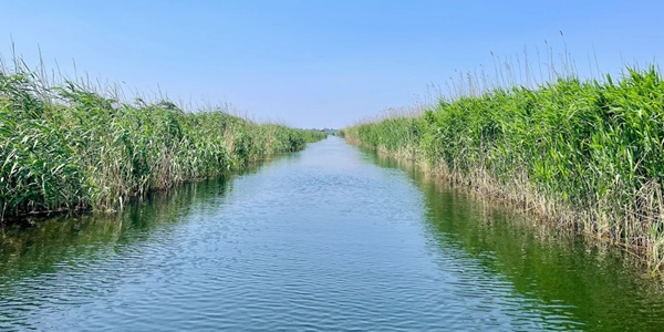 沧州市任丘市白洋淀千里堤全景