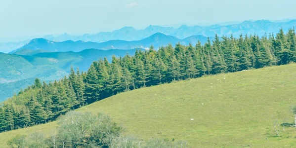 承德市平泉市辽河源国家森林公园