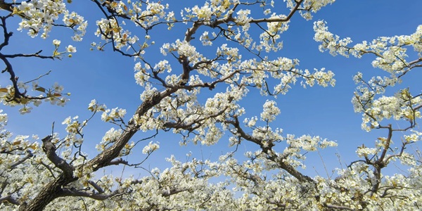 邯郸市魏县梨花节