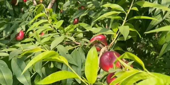 衡水市饶阳县蔬菜公园