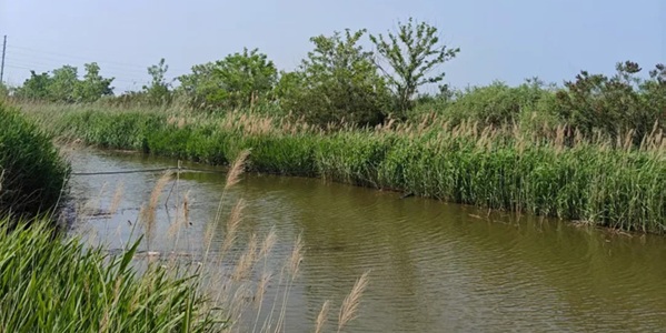 唐山市曹妃甸区湿地公园