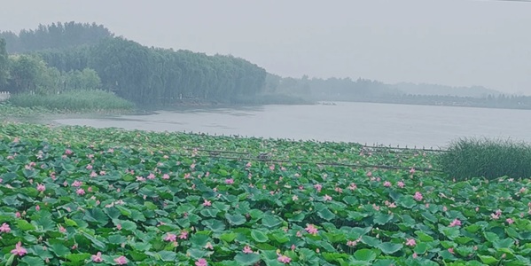 邢台市任泽区大陆泽国家湿地公园