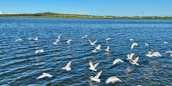 张家口市康保县康巴诺尔国家湿地公园