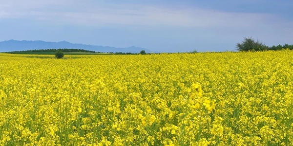 大同区油菜花海与湿地景观