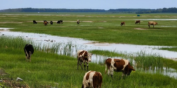 杜尔伯特蒙古族文化与自然风光