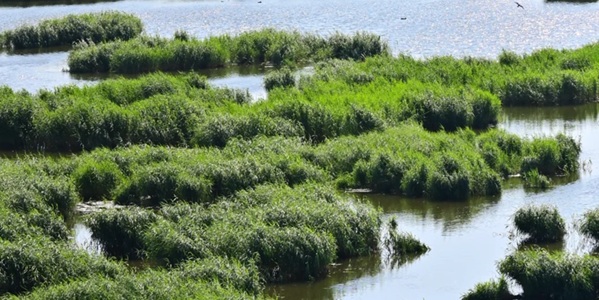 龙凤区湿地风光与城市天际线