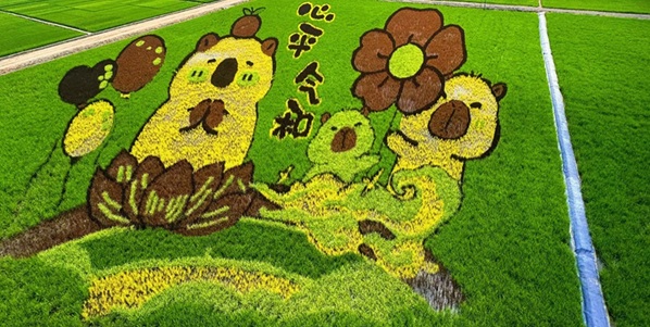 五常市稻田画景观