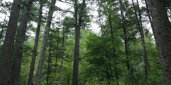 汤原县大亮子河国家森林公园景观