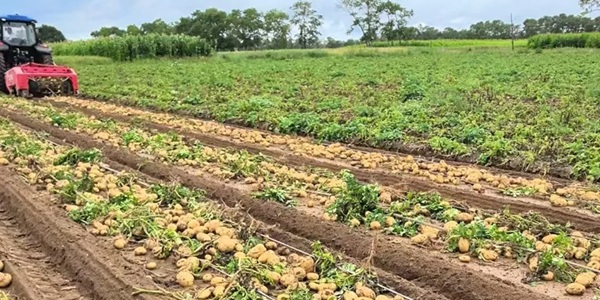 克山县马铃薯基地景观