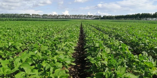 海伦大豆田景观