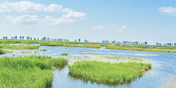 明水湿地风光