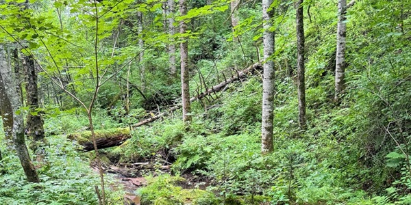 丰林县原始红松林风光